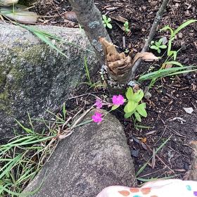 Photo of the plant species Jointed Woodsorrel by @BuoyantKatsura named Mochi on Greg, the plant care app