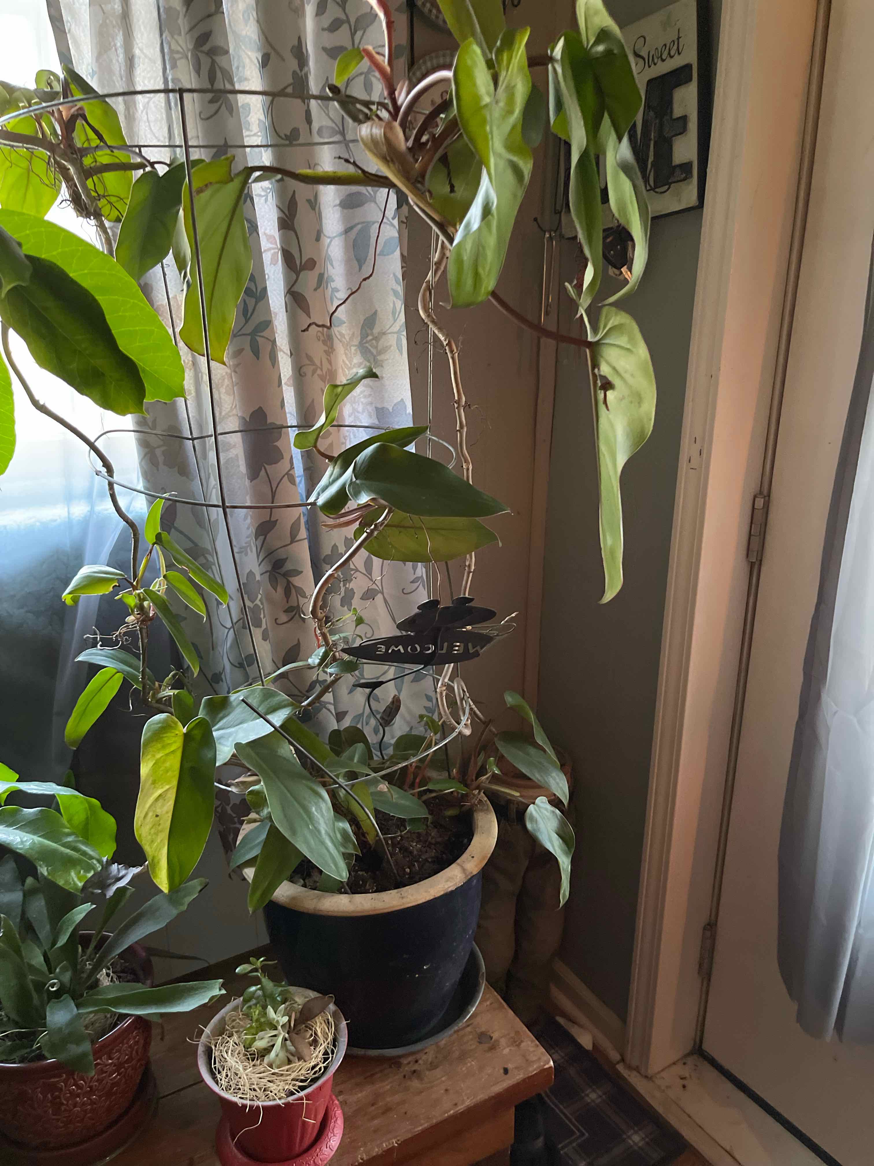 Indoor potted Octopus Tree with healthy green leaves and visible soil.