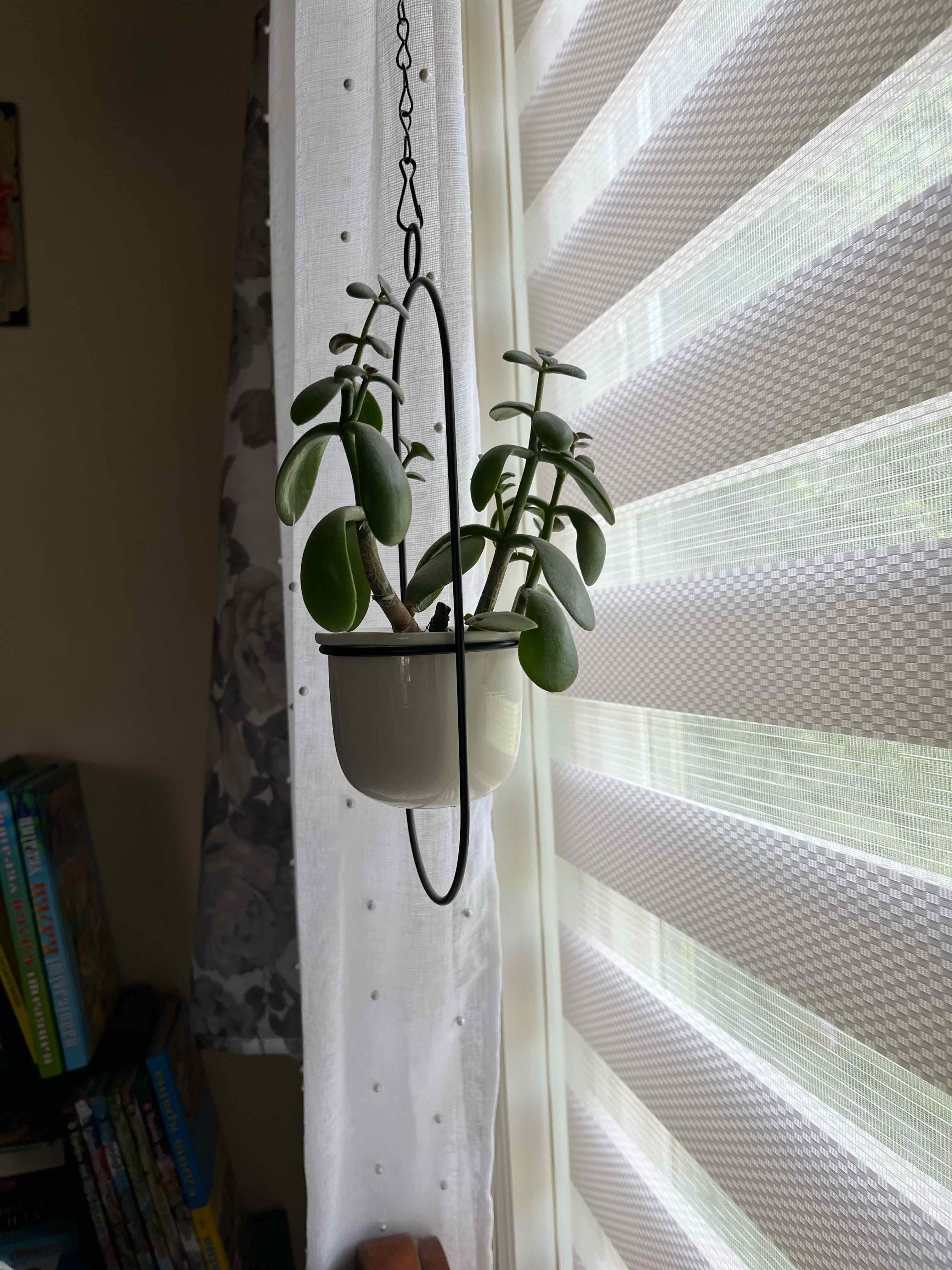 Jade plant (Crassula ovata) in a hanging pot near a window with blinds.