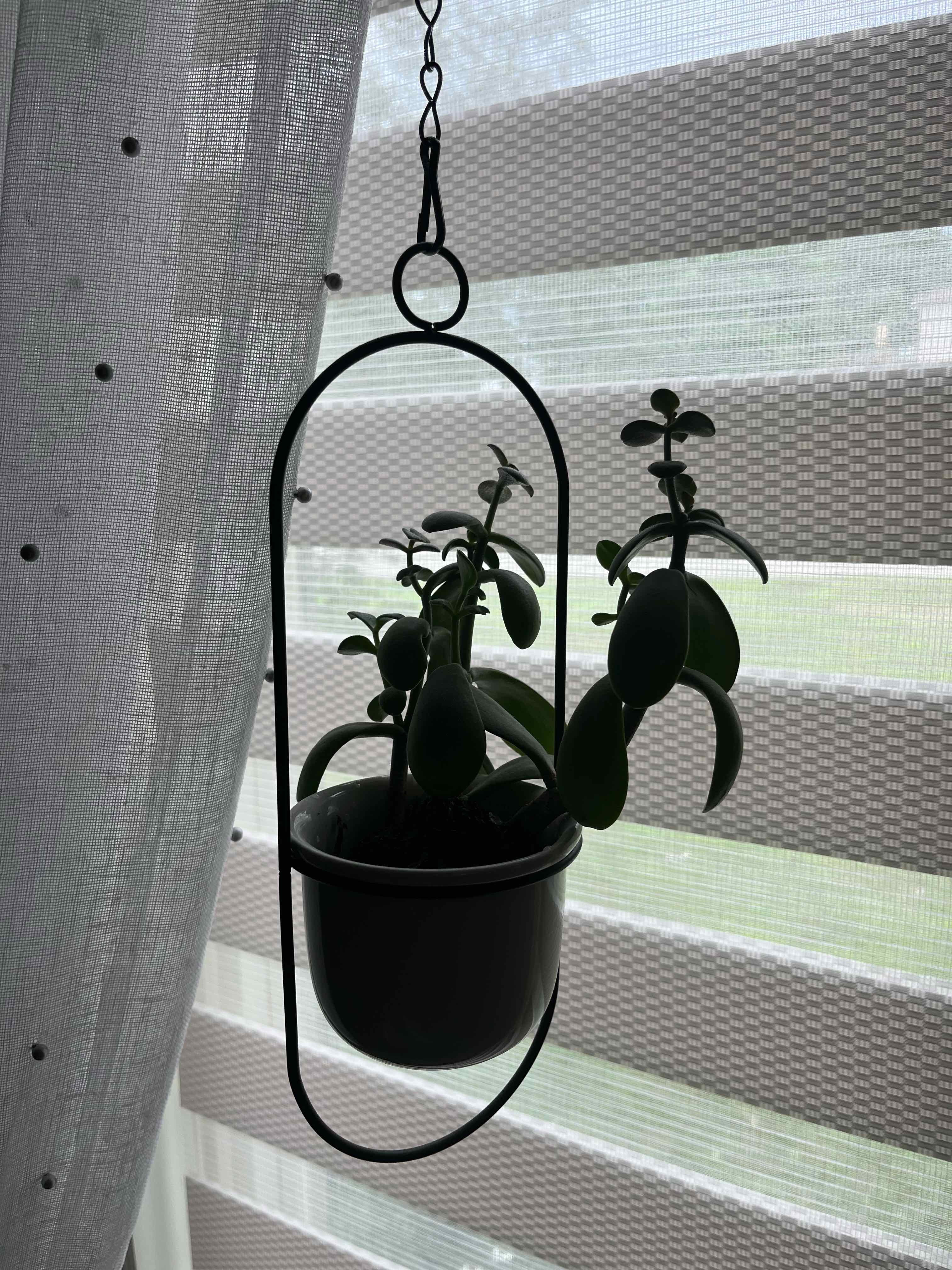 A healthy jade plant in a hanging pot with no visible signs of disease.