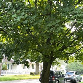 Photo of the plant species Norway Maple by @NewLantana named Gregarious on Greg, the plant care app