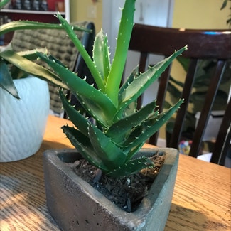 Aloe Vera plant in Le Roy, Illinois