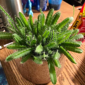 Lady-Finger Hedgehog Cactus plant in Le Roy, Illinois