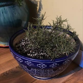 Rosemary plant in Le Roy, Illinois