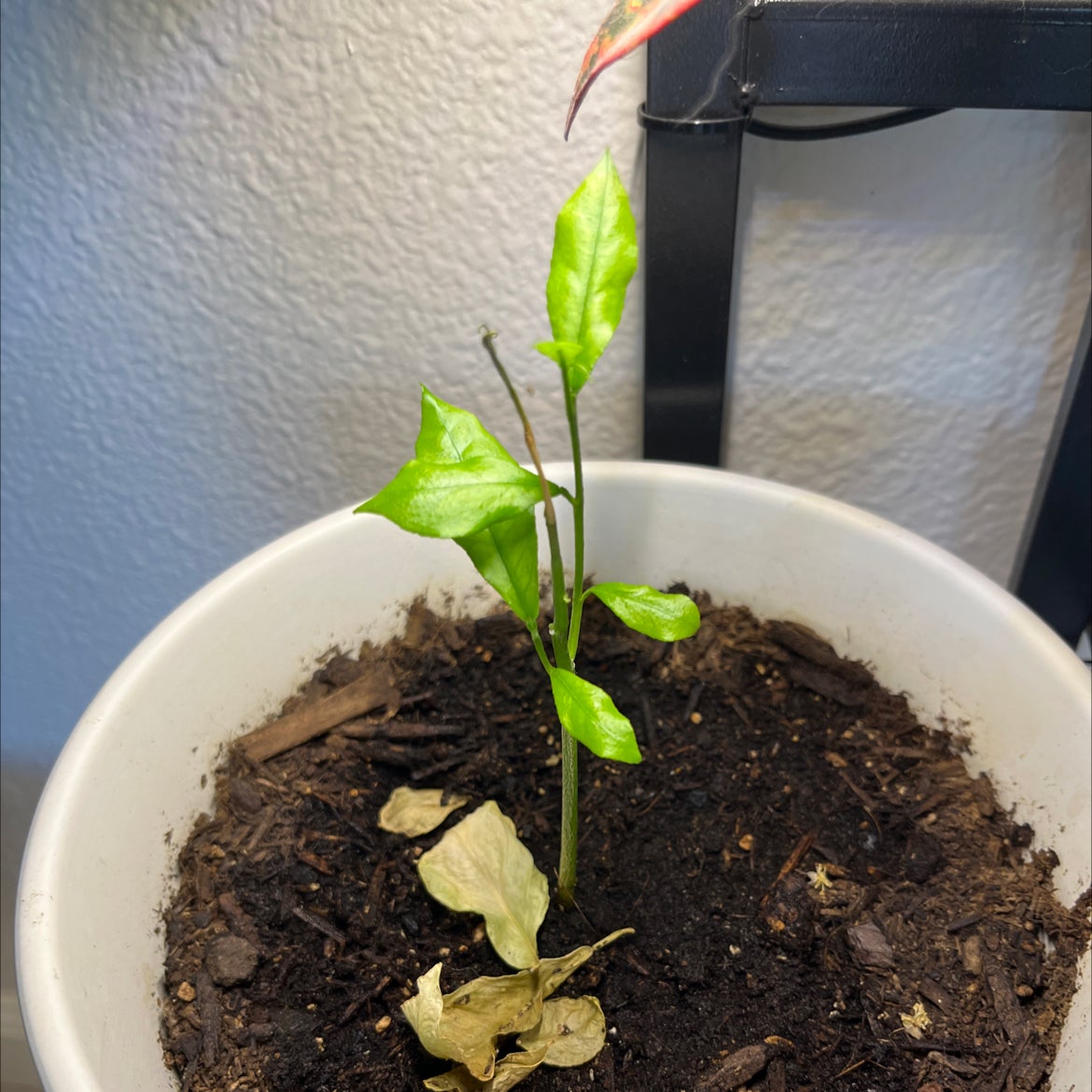 🍋 What Do I Do About Lemon Tree Root Rot?