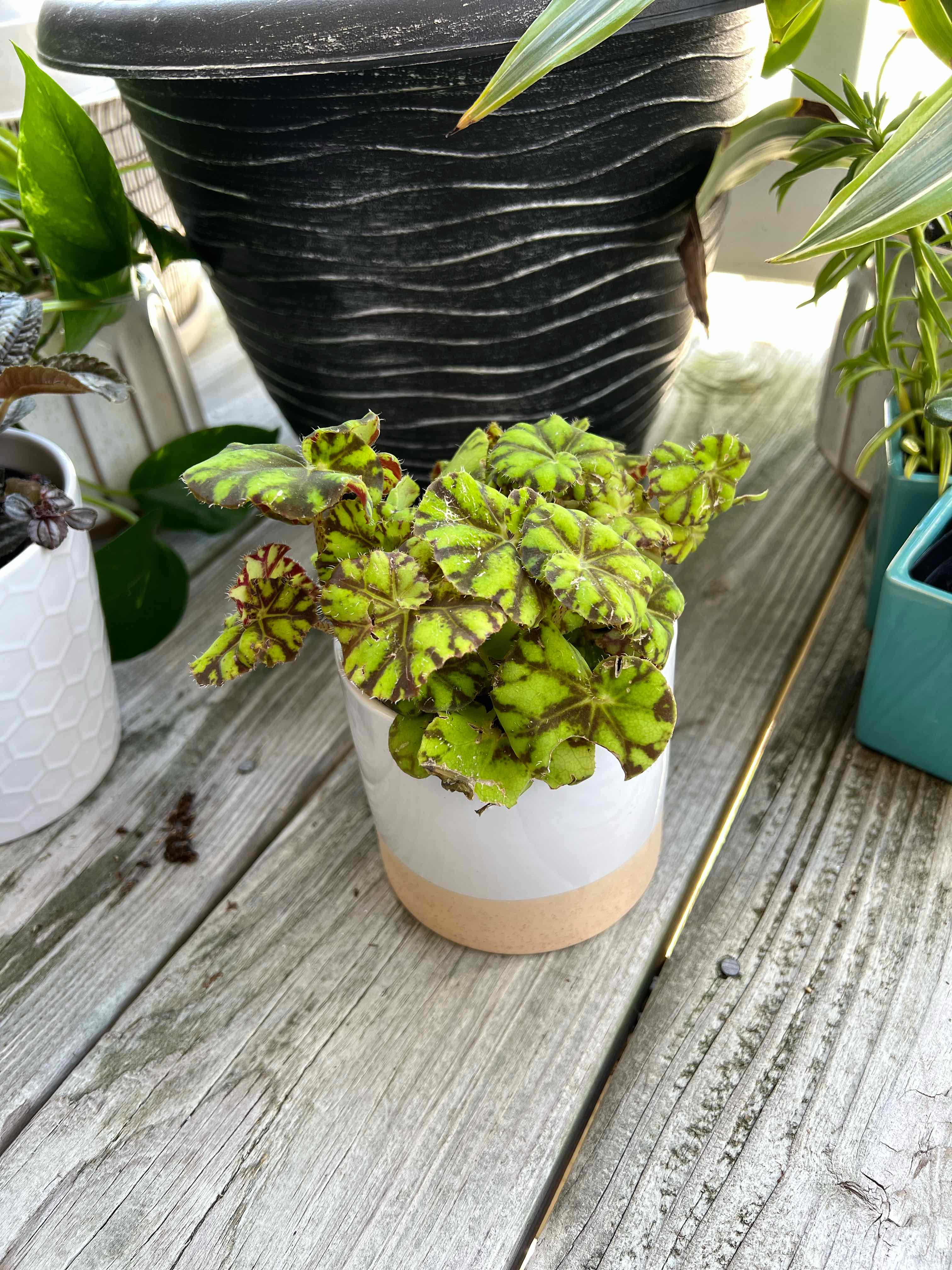 Begonia Tiger Paws plant in a white pot with some browning and black spots on the leaves.