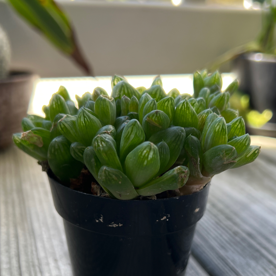 Healthy Purdy's Stonecrop succulent in a black pot with vibrant green leaves.