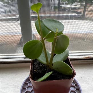 Peperomia 'Hope' plant in Oxford, Mississippi