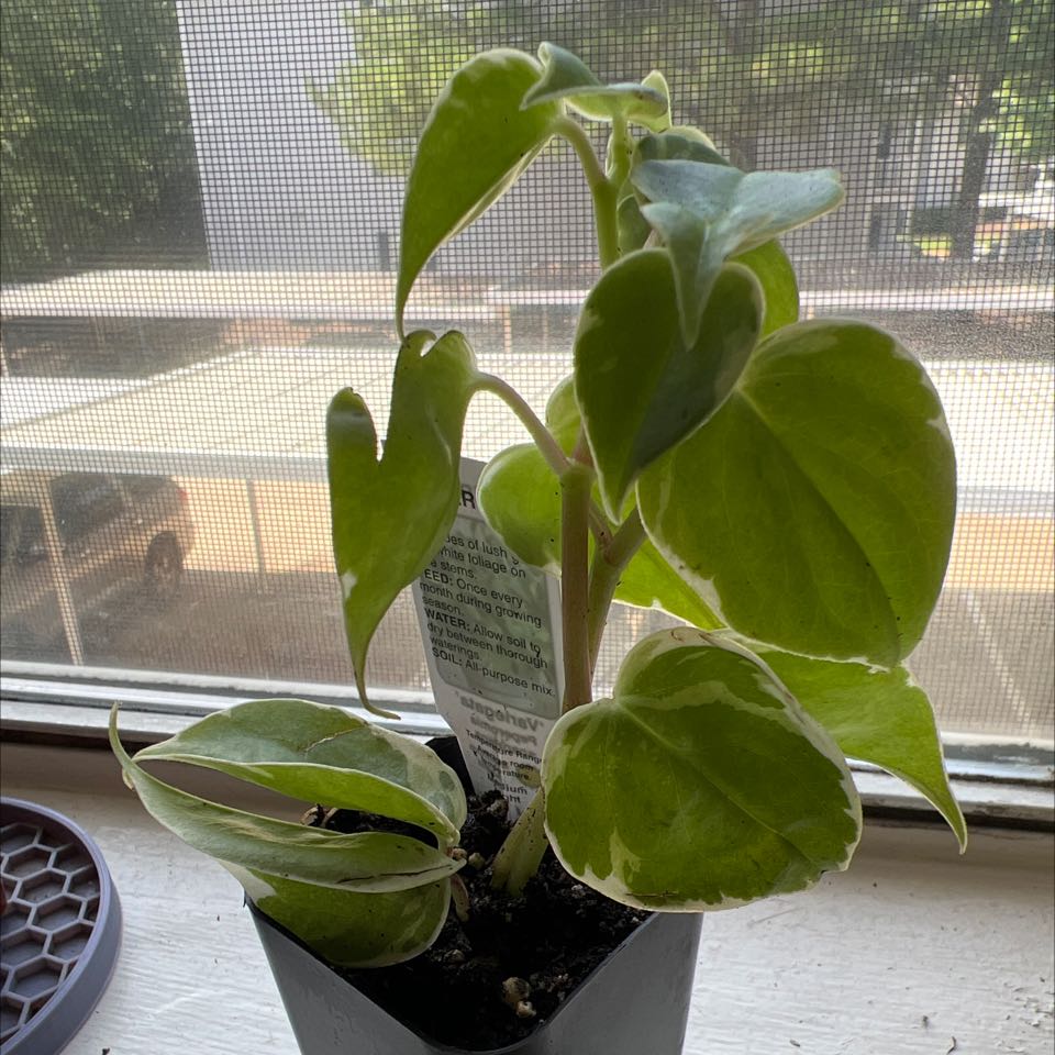 Variegated Peperomia Scandens plant in a pot on a windowsill with healthy variegated leaves.