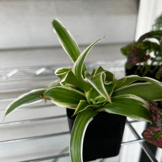 Spider Plant plant in Oxford, Mississippi