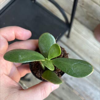 Jade plant in Oxford, Mississippi