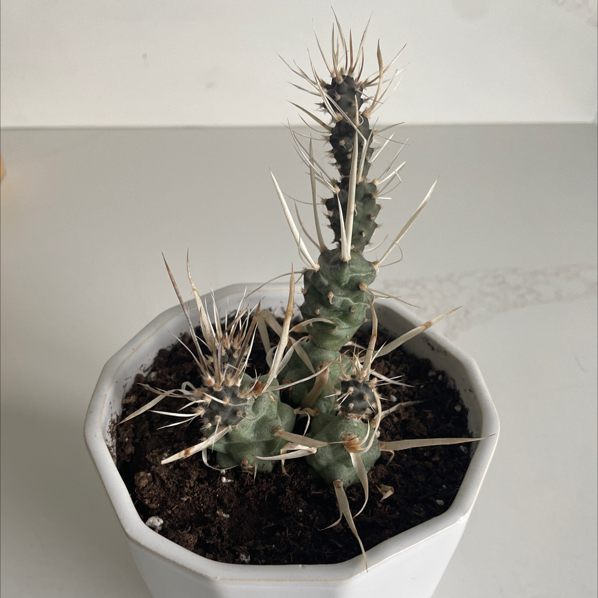 Paper Spine Cactus in a white pot with visible soil, well-framed and in focus.