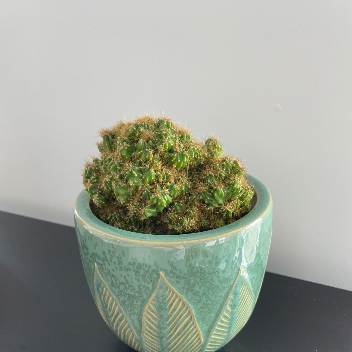 A healthy cactus in a decorative pot.
