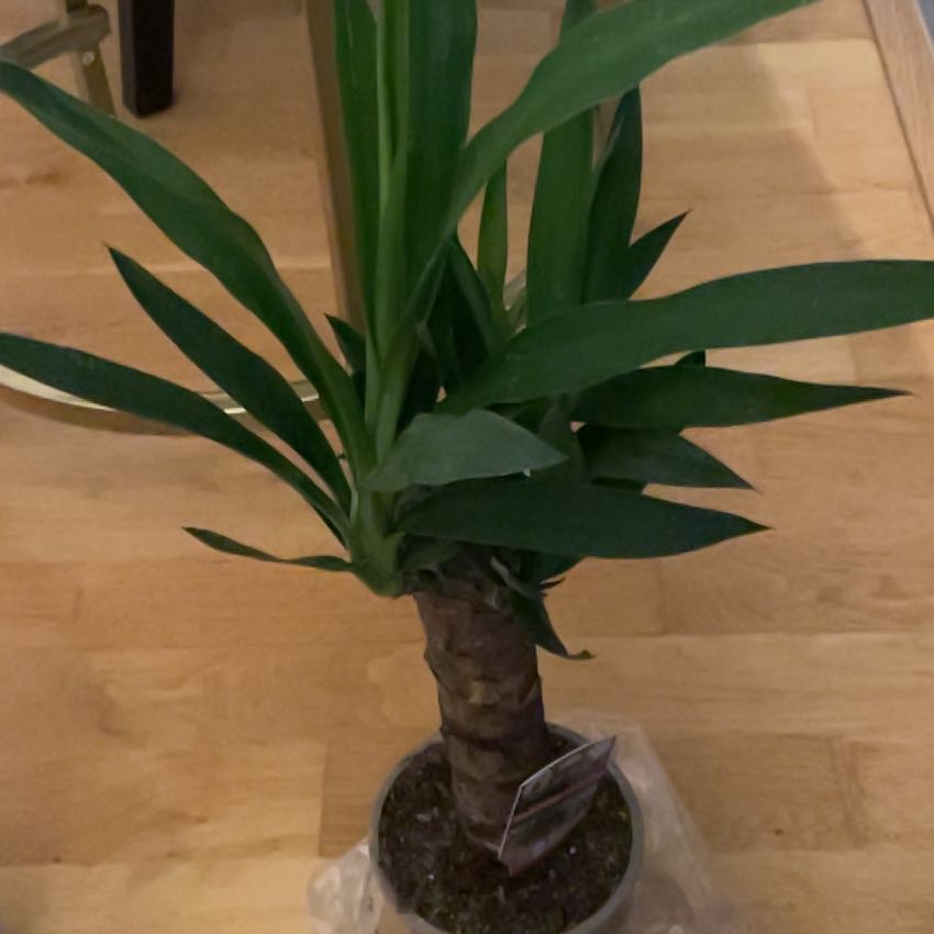 Photo of the plant species Spineless yucca by @FineChaya named Gomez on Greg, the plant care app