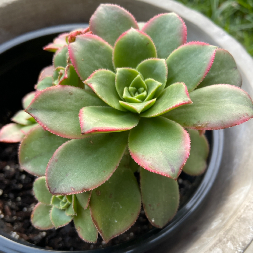 Aeonium 'Kiwi' plant with green leaves and pink edges in a pot.