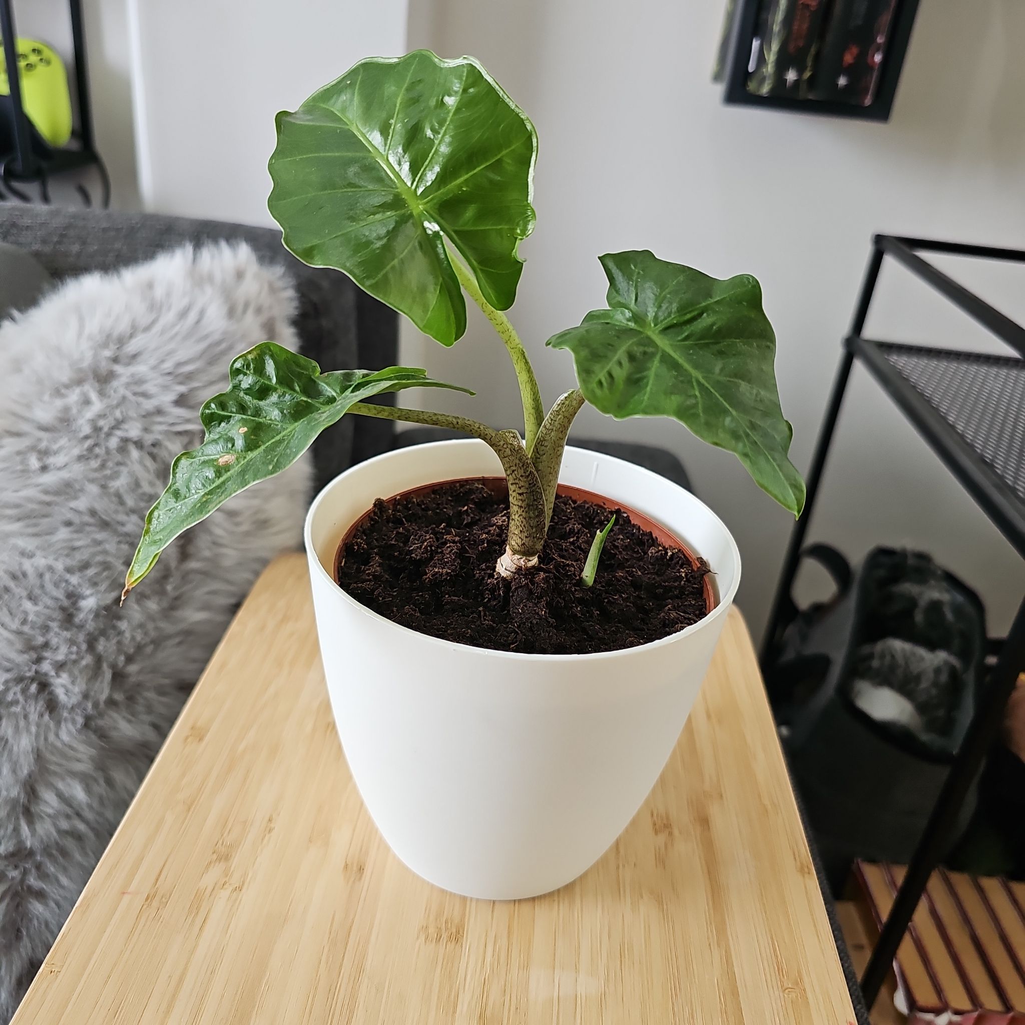 Alocasia 'Low Rider' plant in a white pot on a wooden surface with healthy green leaves.