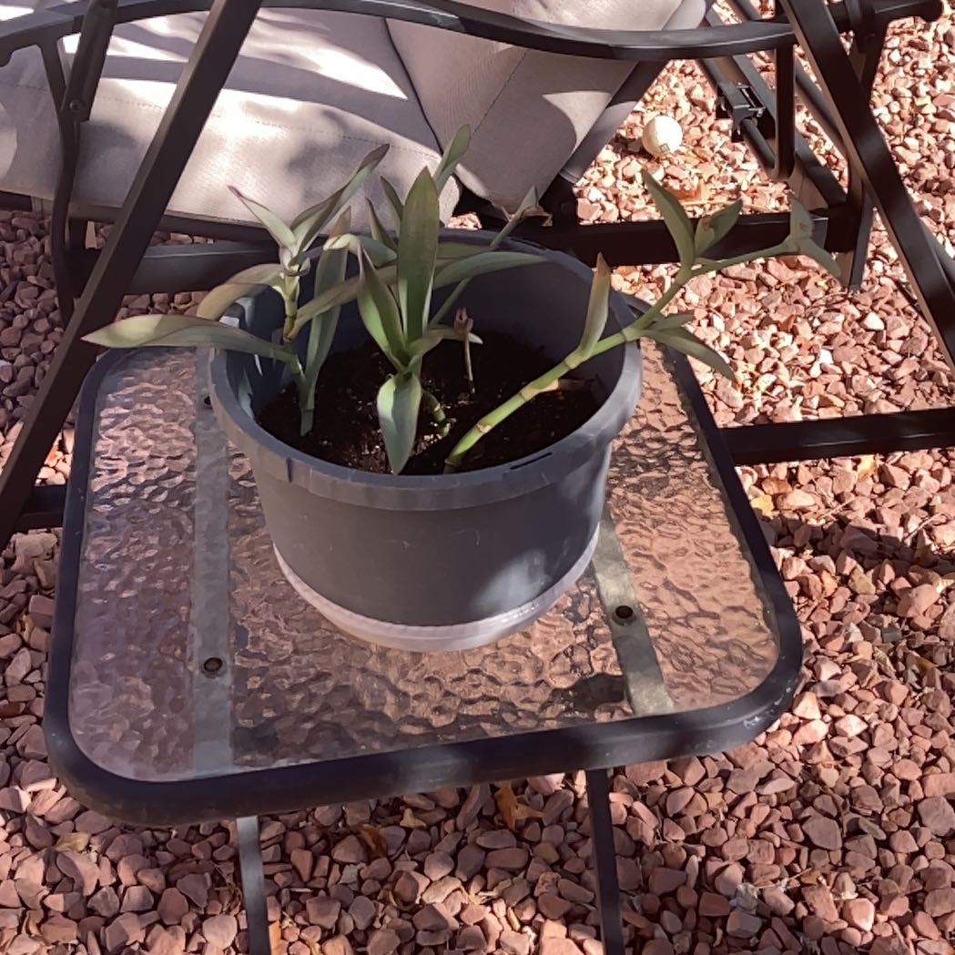 Plant care for Red Vein Fittonia on Greg, the plant care app