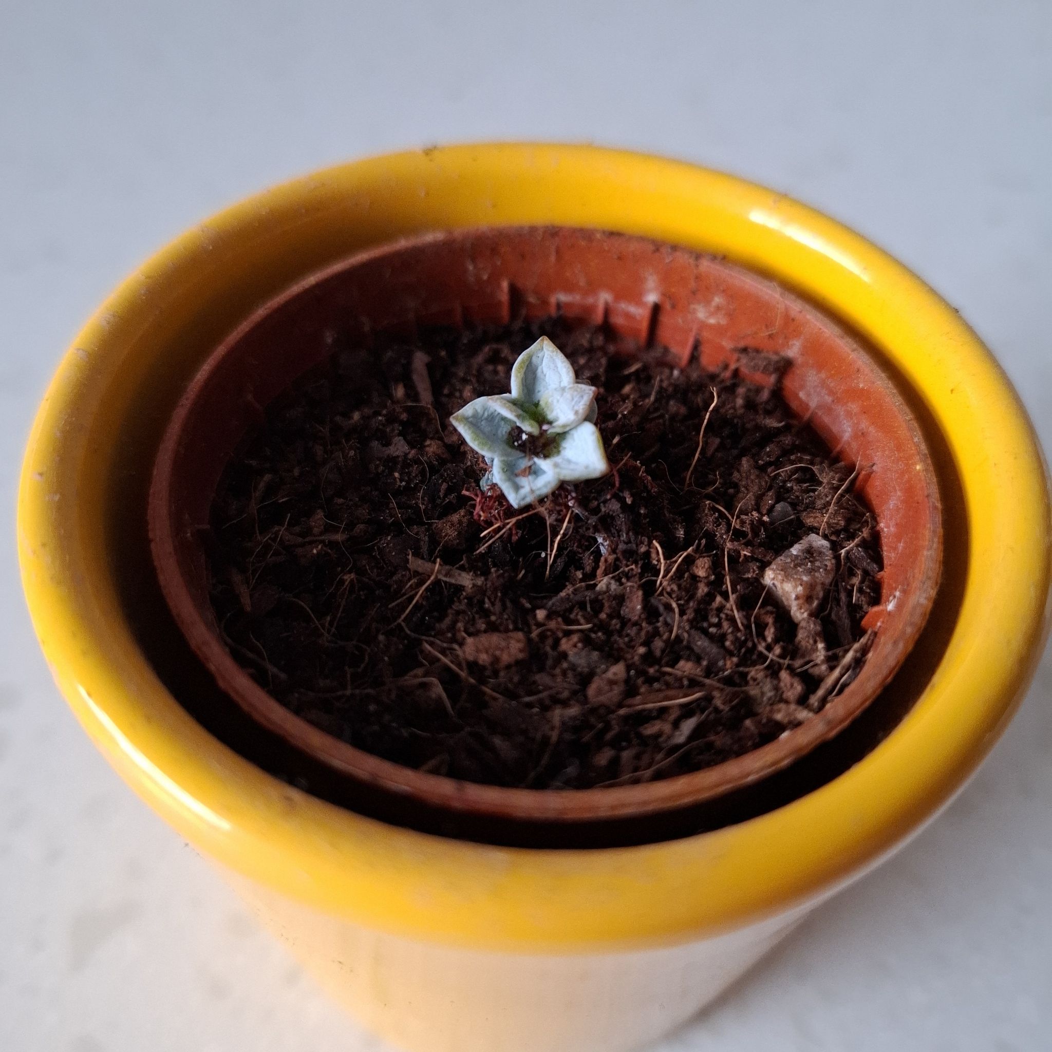 Small Ghost Echeveria succulent in a pot with visible soil.