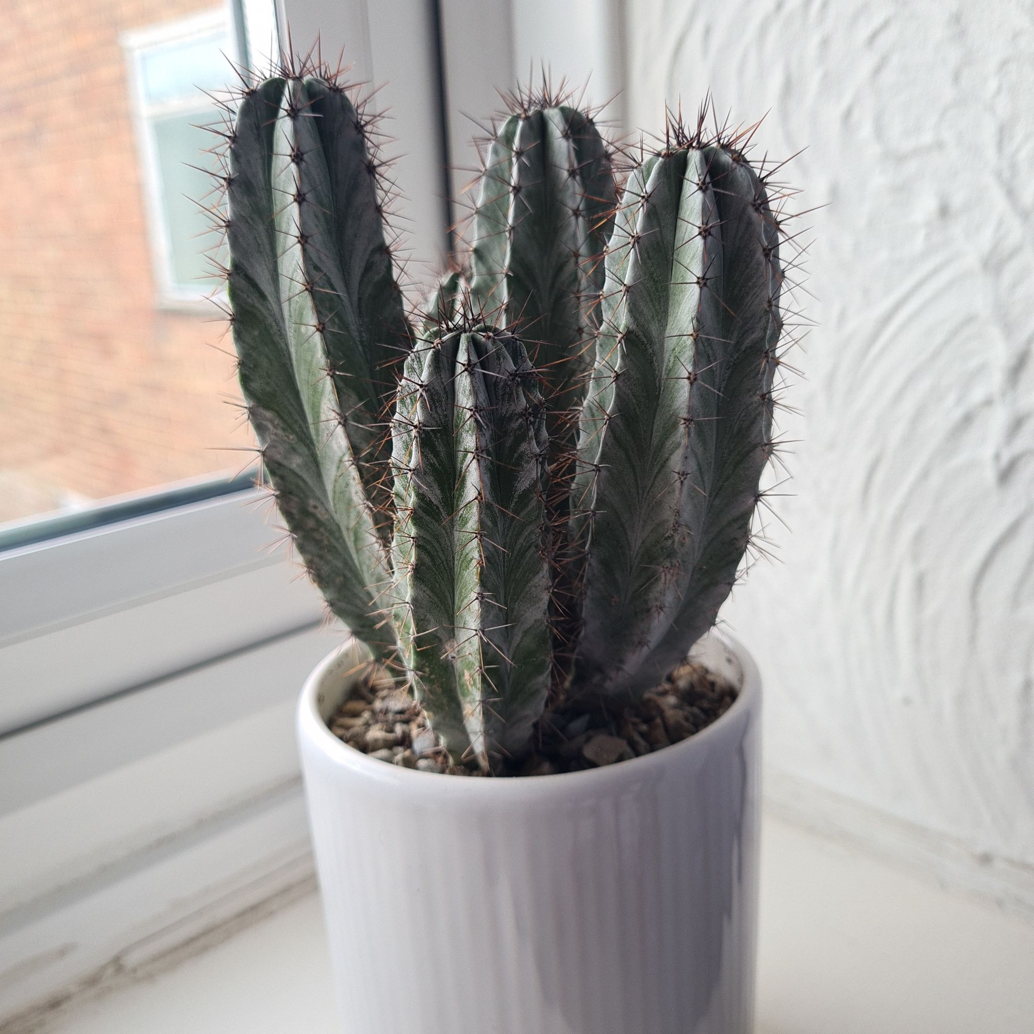 Toothpick Cactus in a white pot on a windowsill, appears healthy.