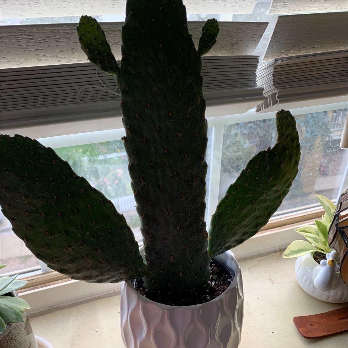 Woolyjoint Prickly Pear plant in a pot on a windowsill, appears healthy.