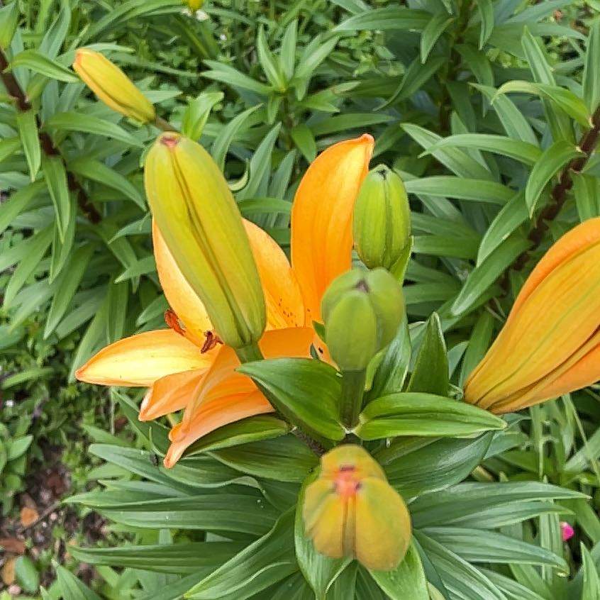 Orange Lily plant with several buds and a few open flowers, appearing healthy.