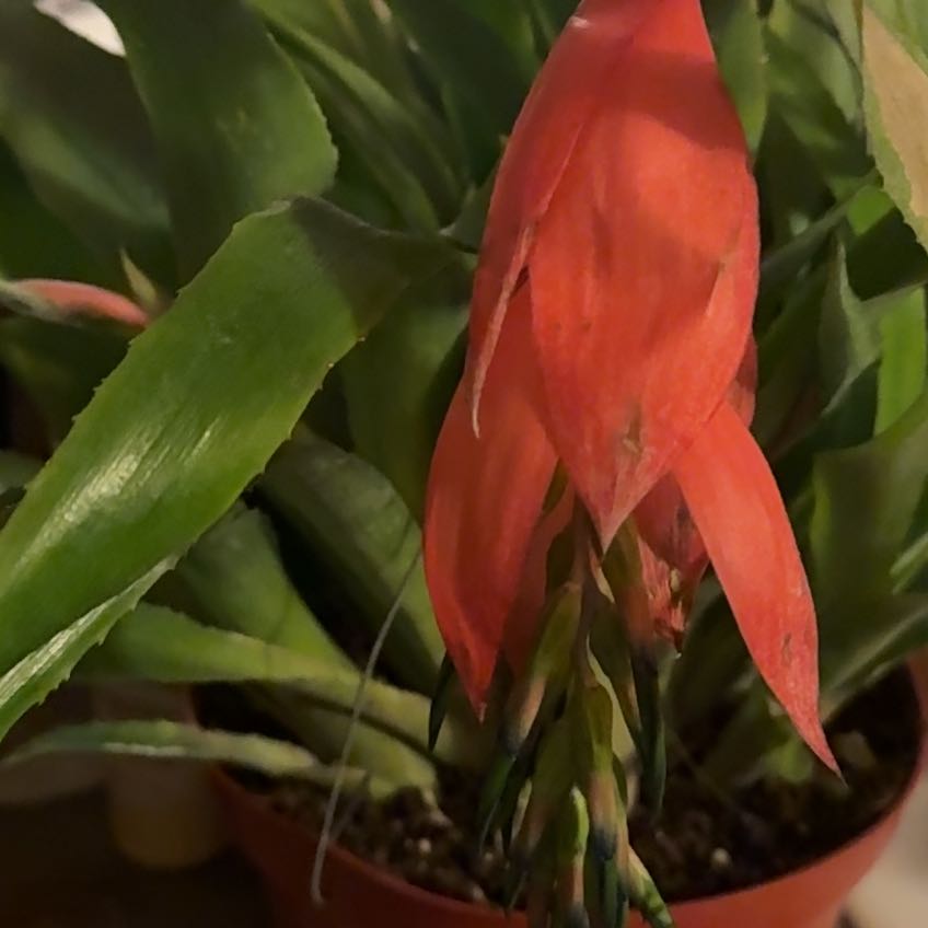 Photo of the plant species Queens Tears Bromeliad by @CoolSagopalm named Curie on Greg, the plant care app