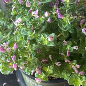 Photo of the plant species Myrtle-Leaf Milkwort by @CoolSagopalm named Fernie Mac on Greg, the plant care app