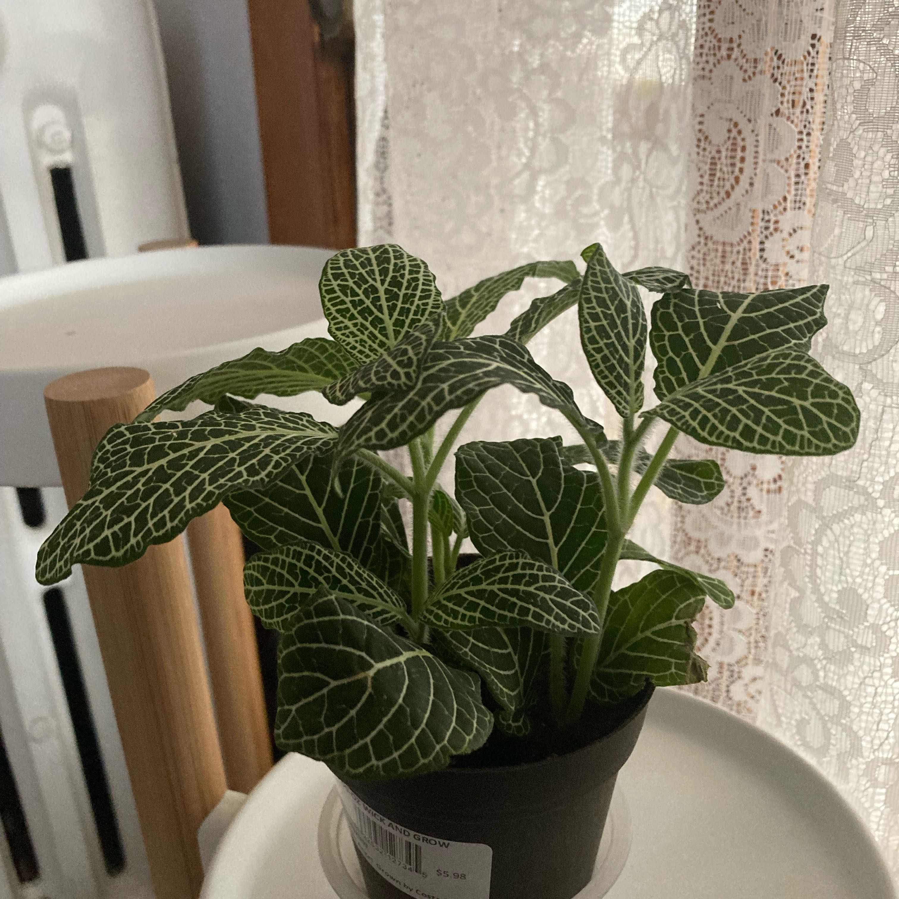 Healthy Downy Rattlesnake Plantain with distinct white venation on dark green leaves in a small pot.
