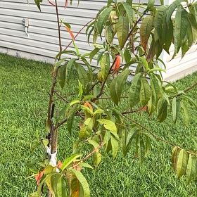 Photo of the plant species Prunus Persica by @MeditativeMira named Fernie Saunders on Greg, the plant care app