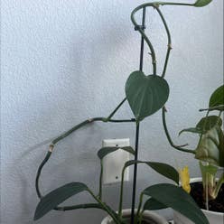 dragon tail plant plant