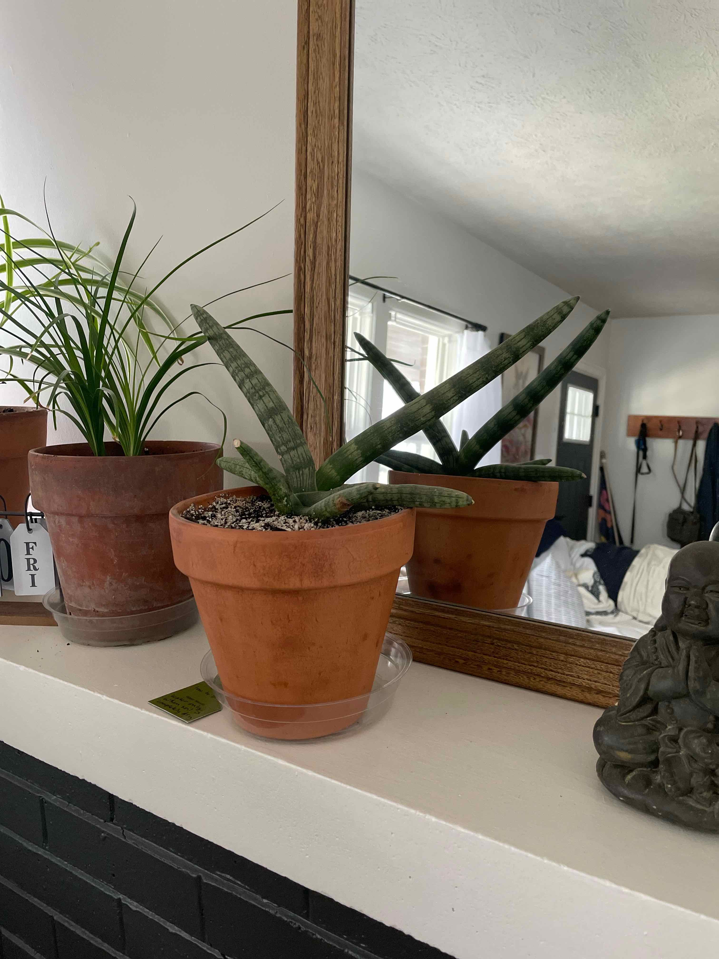 Variegated Starfish Snakeplant in a terracotta pot on a shelf with a mirror in the background.