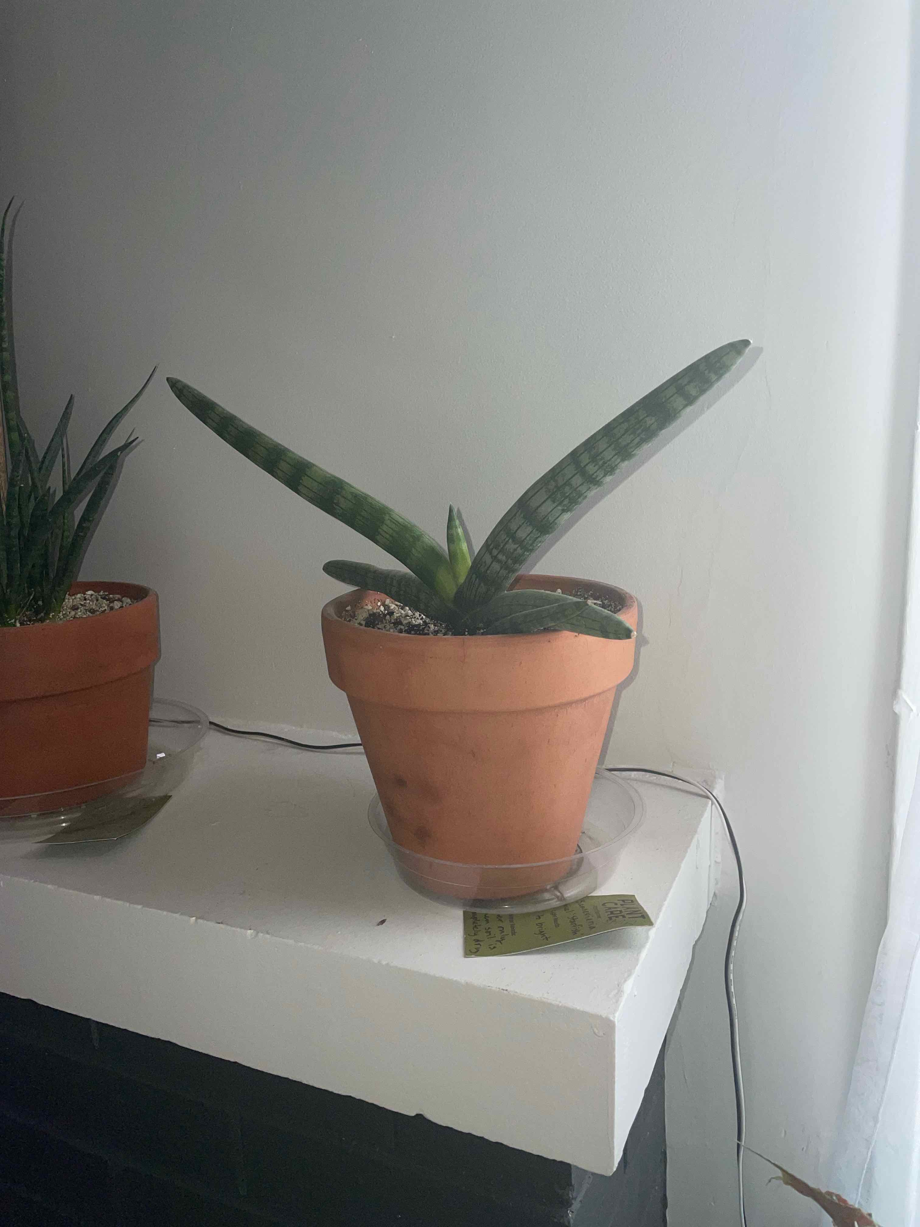 Variegated Starfish Snakeplant in a terracotta pot on a white surface, with another plant in the background.