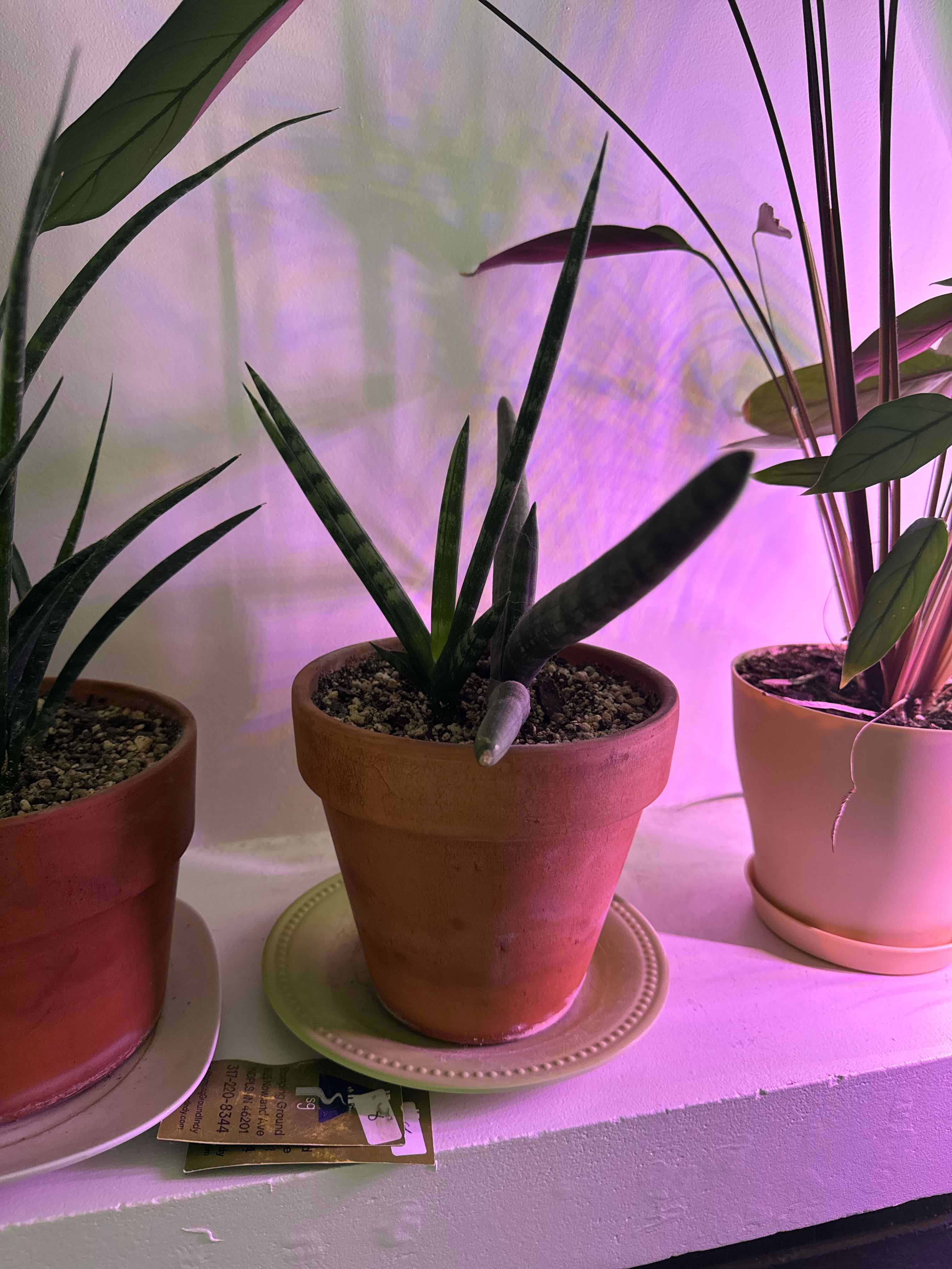 Potted Variegated Starfish Snakeplant on a white surface, with visible soil and no signs of distress.