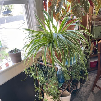 Spider Plant plant in Indianapolis, Indiana
