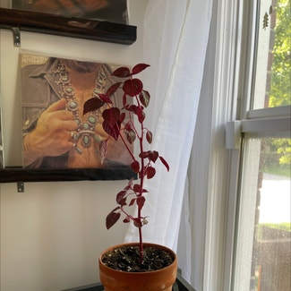Herbst's Bloodleaf plant in Indianapolis, Indiana
