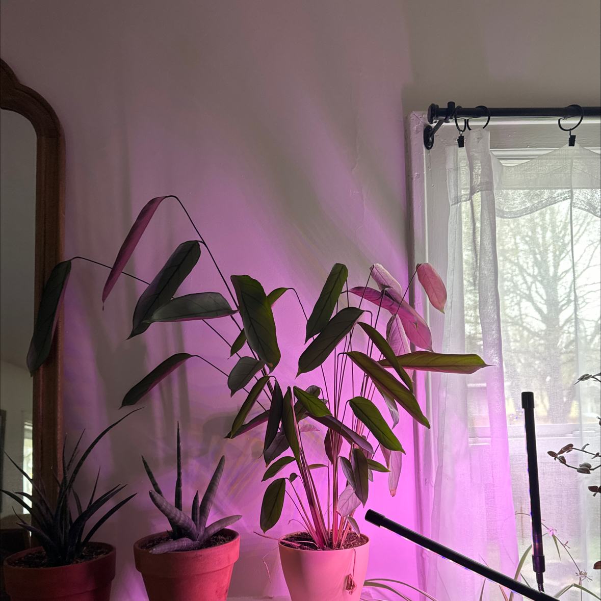 Never Never Plant 'Grey Star' in a pot indoors near a window with artificial light.