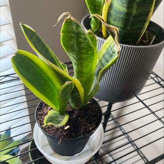 Snake Plant plant in Dallas, Texas