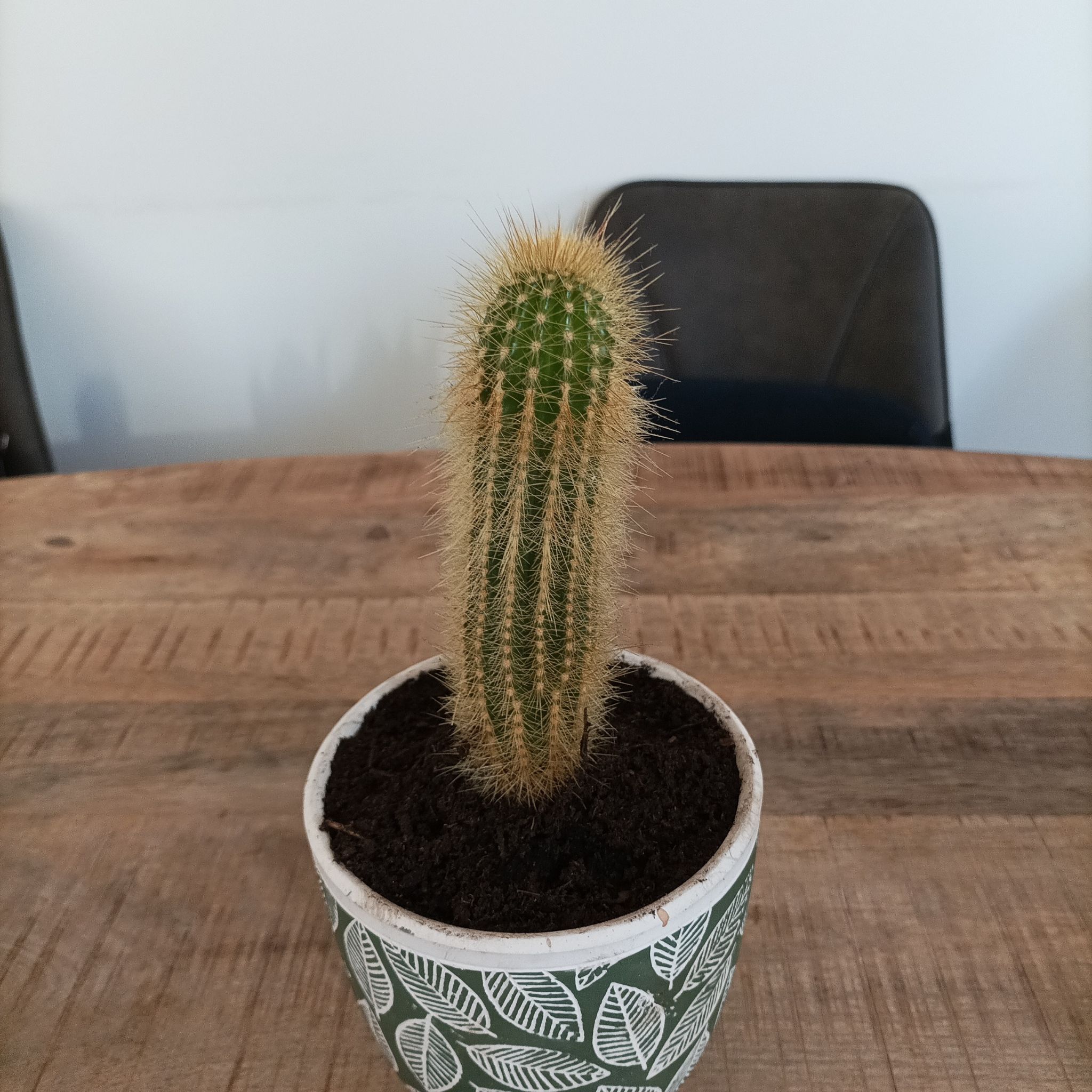 Torch Cactus in a decorative pot on a wooden table.