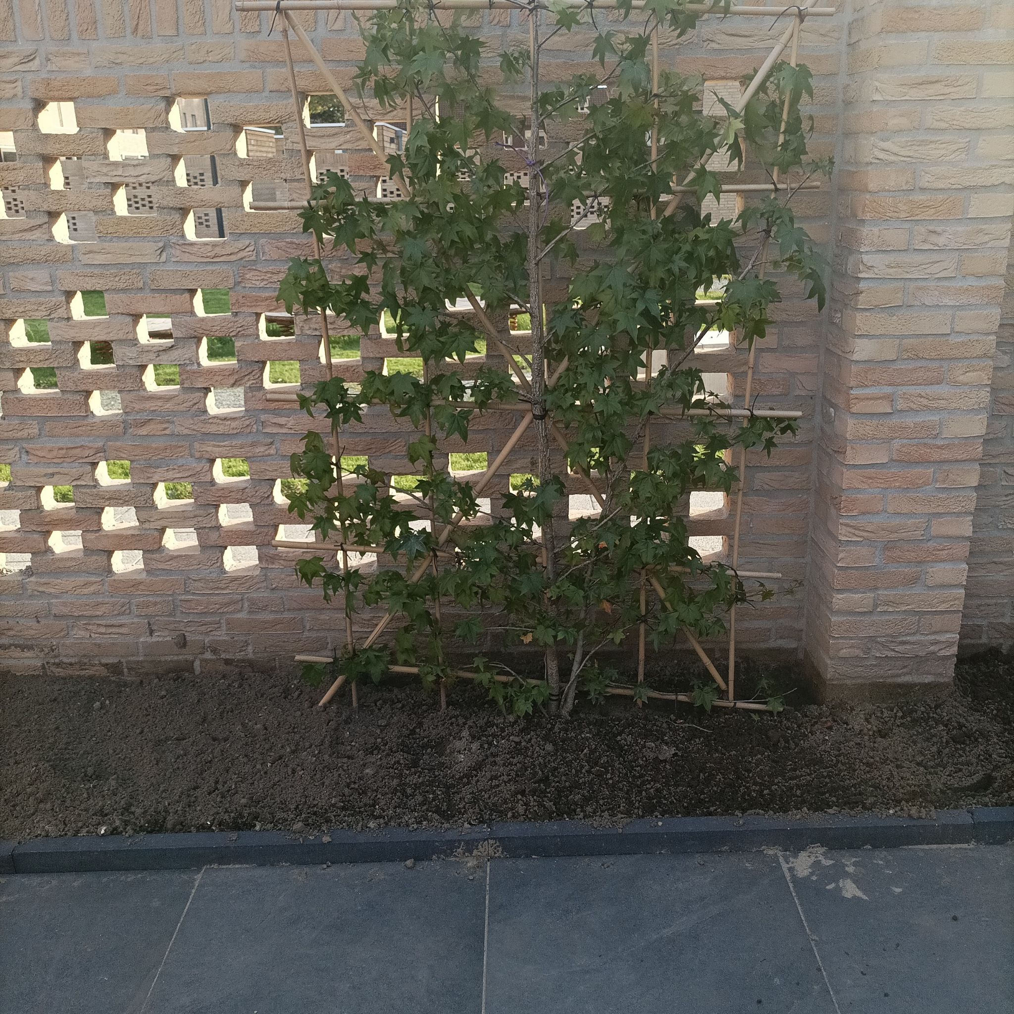 American Sweetgum plant growing against a brick wall with a trellis for support.