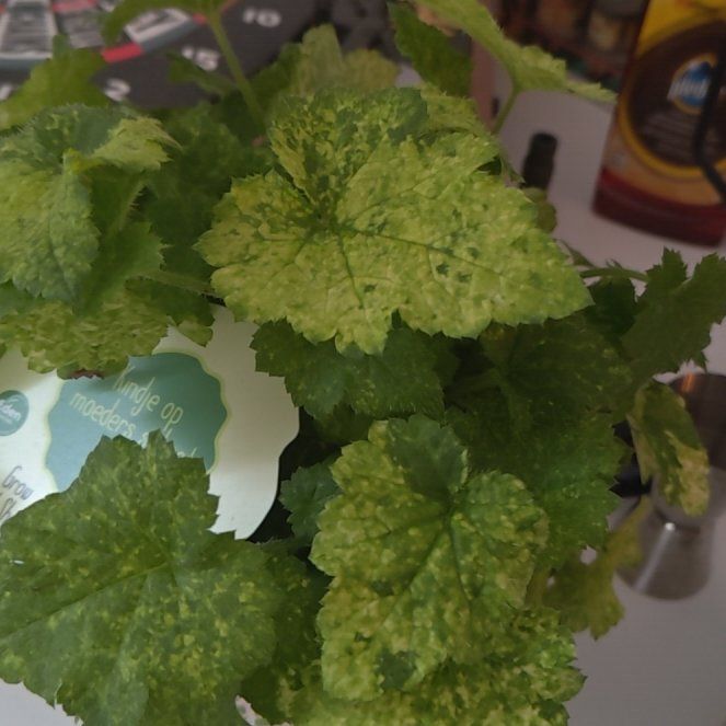 Photo of the plant species Pick-a-Back-Plant by @DeliciousChia named Ulysses S Plant on Greg, the plant care app