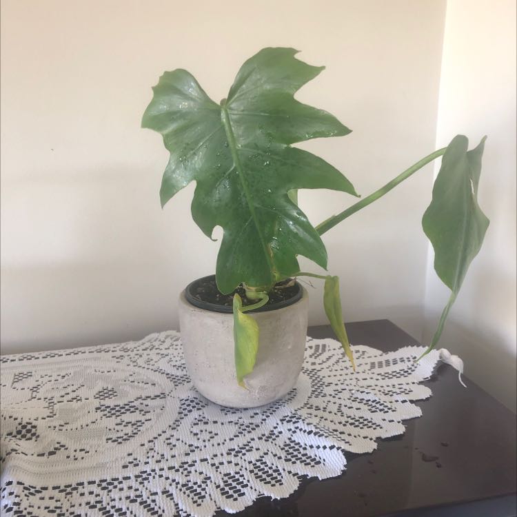 Photo of the plant species Philodendron lacerum by @SnazzyComet named Tiffany on Greg, the plant care app
