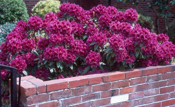 Plant care for Autumnalia on Greg, the plant care app