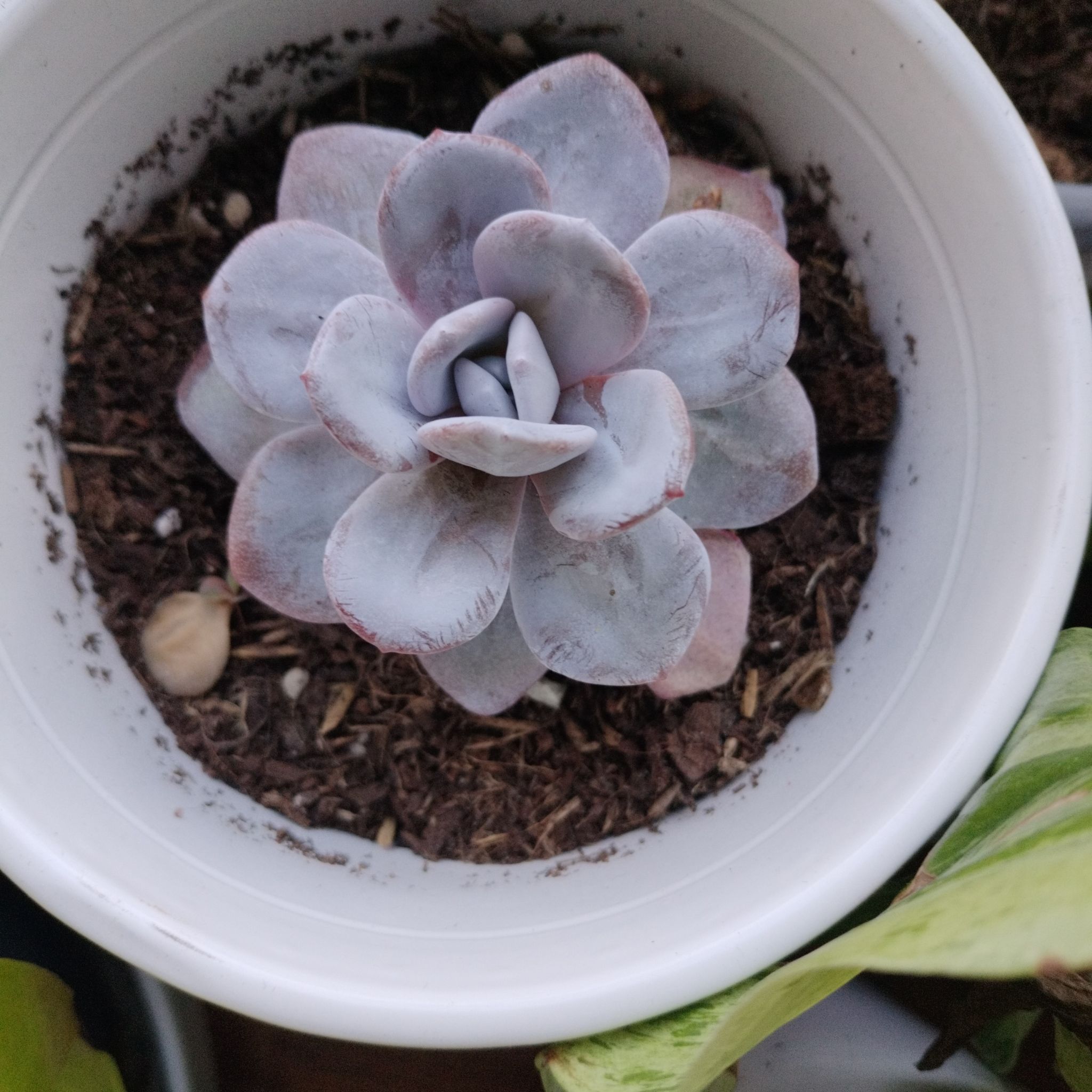 Echeveria laui succulent in a white pot with visible soil.