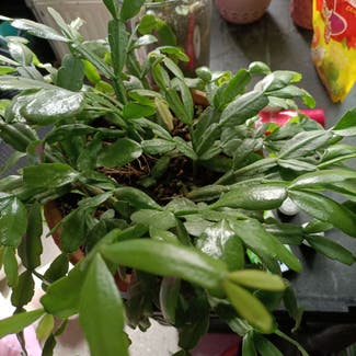 False Christmas Cactus plant in Amsterdam, Noord-Holland