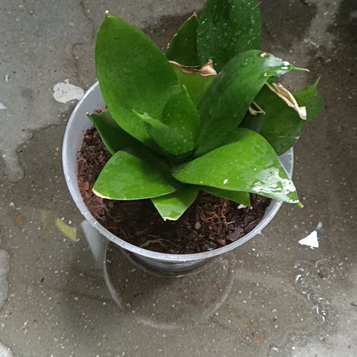 Photo of the plant species Bird's Nest Snake Plant by @WildlingWitch named Mysterion on Greg, the plant care app