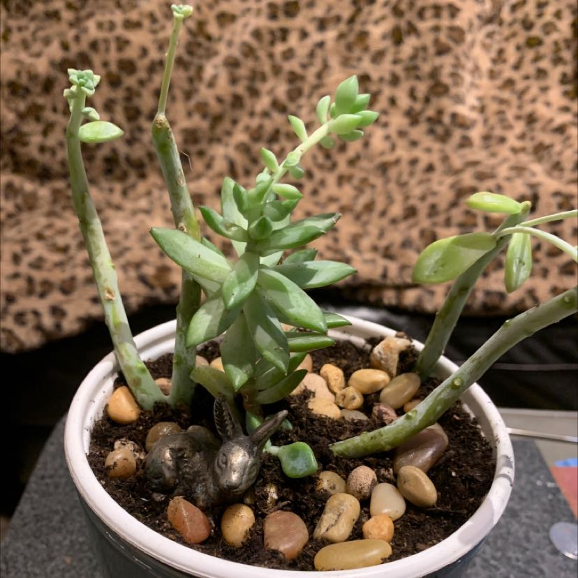 Potted Pale Stonecrop succulent with multiple stems and visible soil covered with decorative stones.