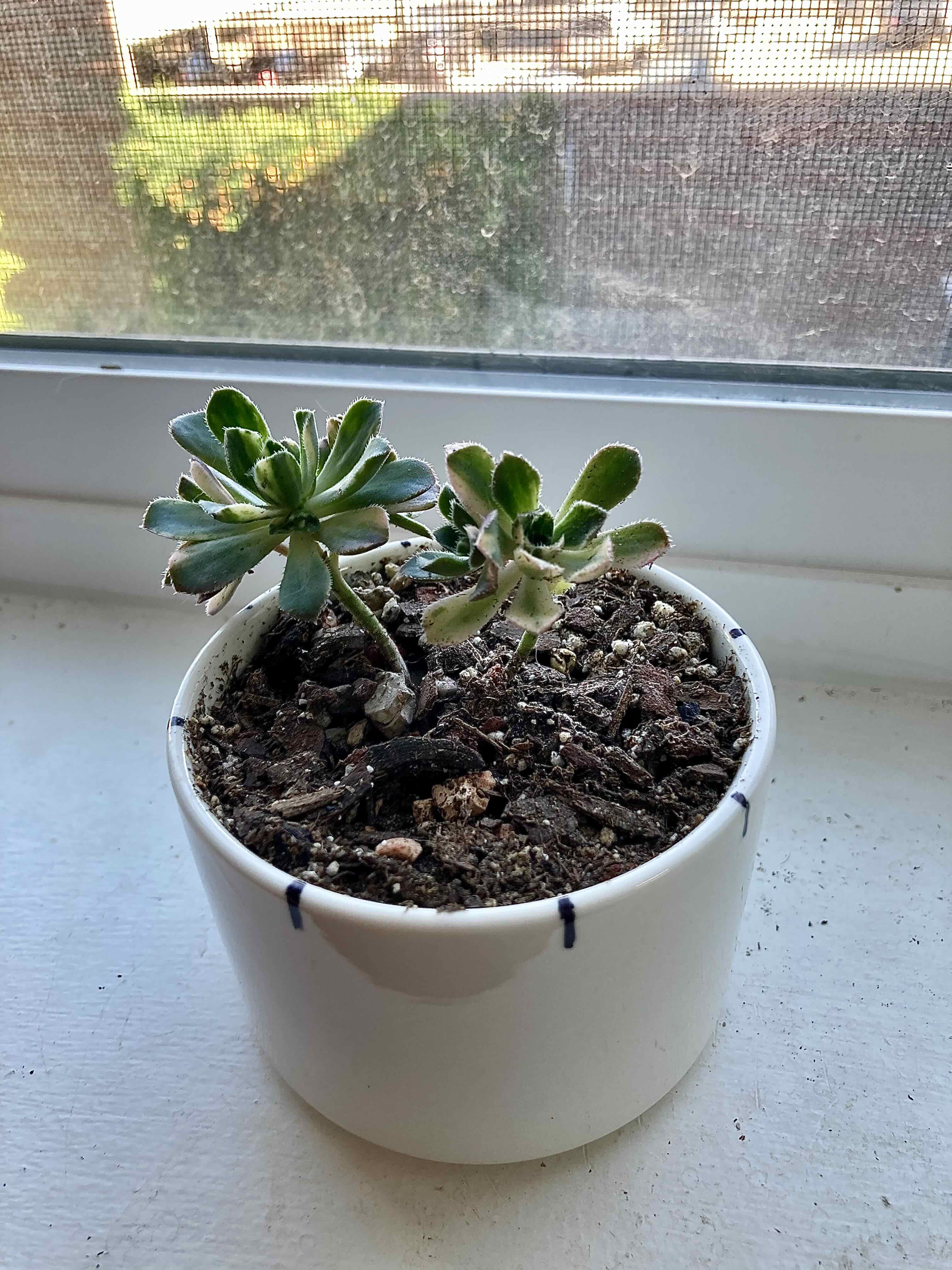 Aeonium 'Sunburst' plant in a white pot on a windowsill, appears healthy.