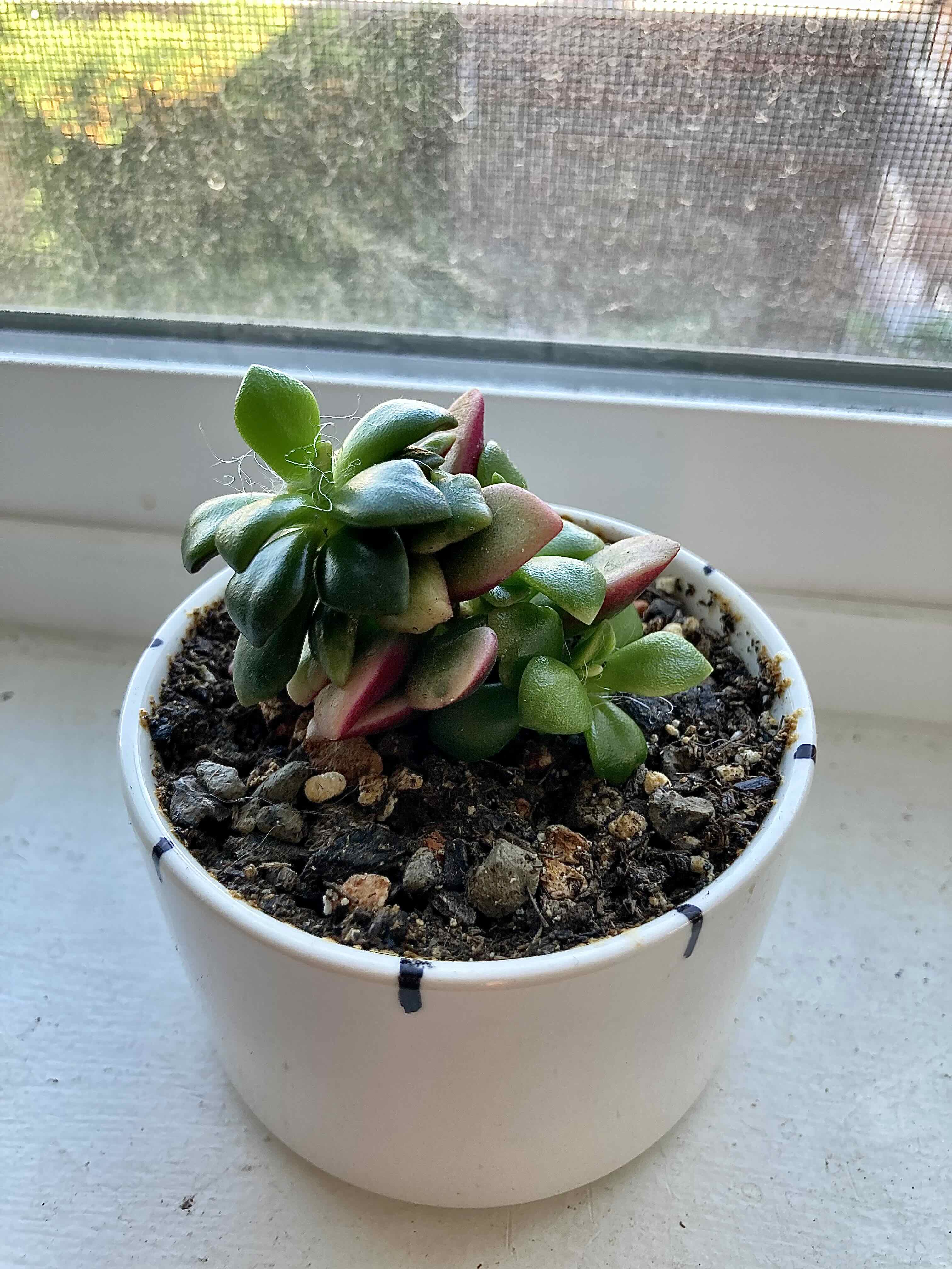 Anacampseros 'Sunrise' succulent in a white pot on a windowsill with visible soil.