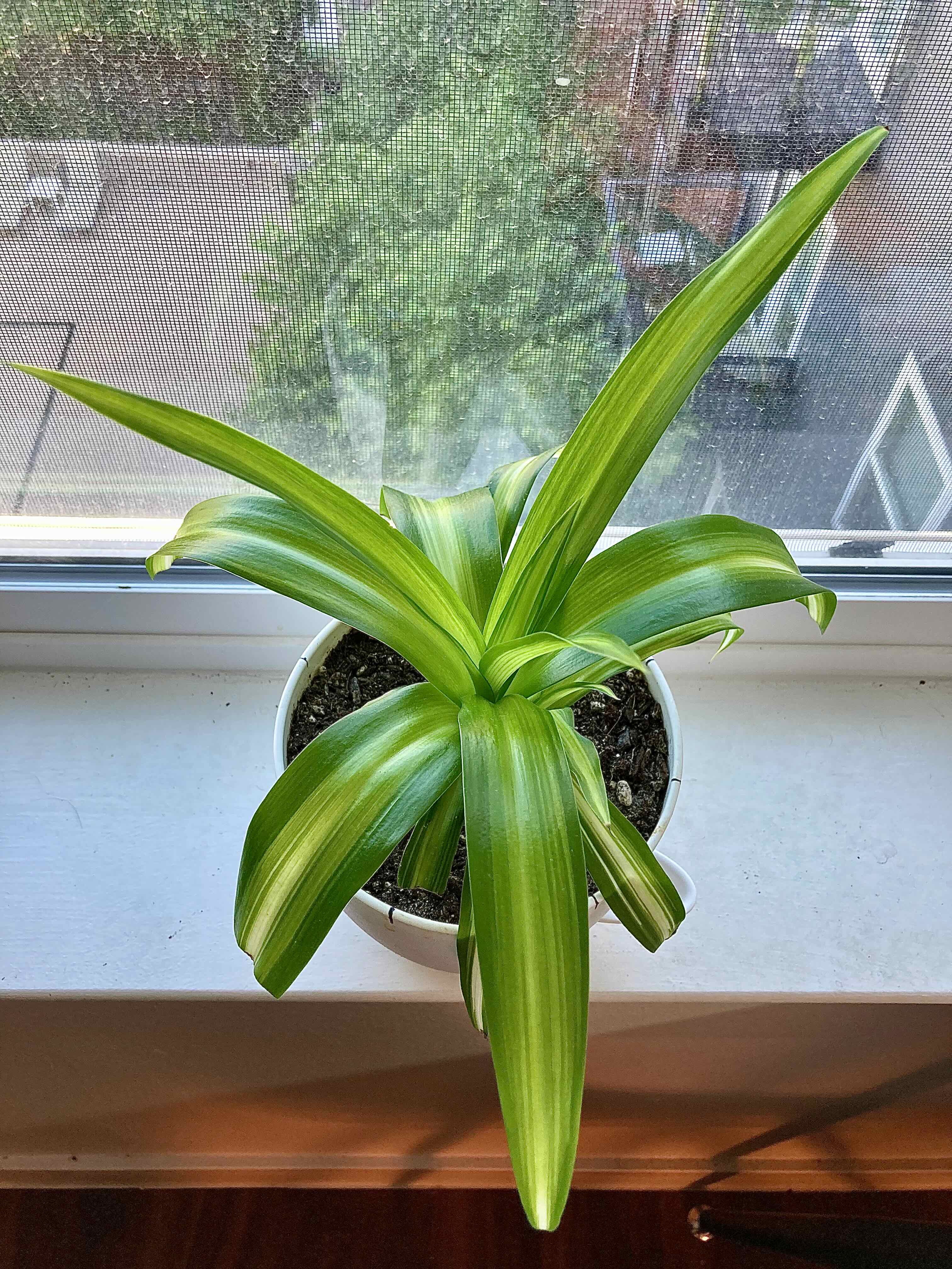 🕷 Why Are My Hawaiian Spider Plant Leaves Curling?