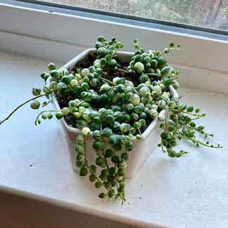 Variegated String of Pearls plant in Longmont, Colorado